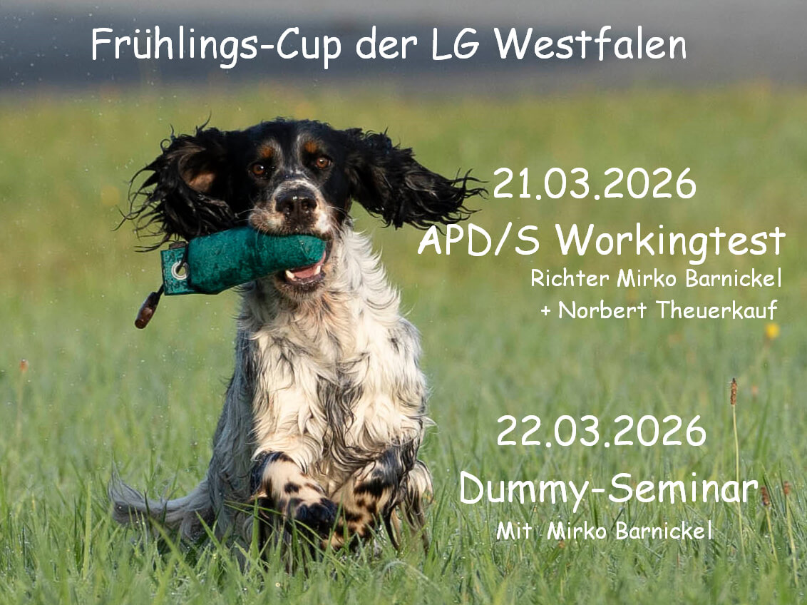 Spaniel mit Dummy