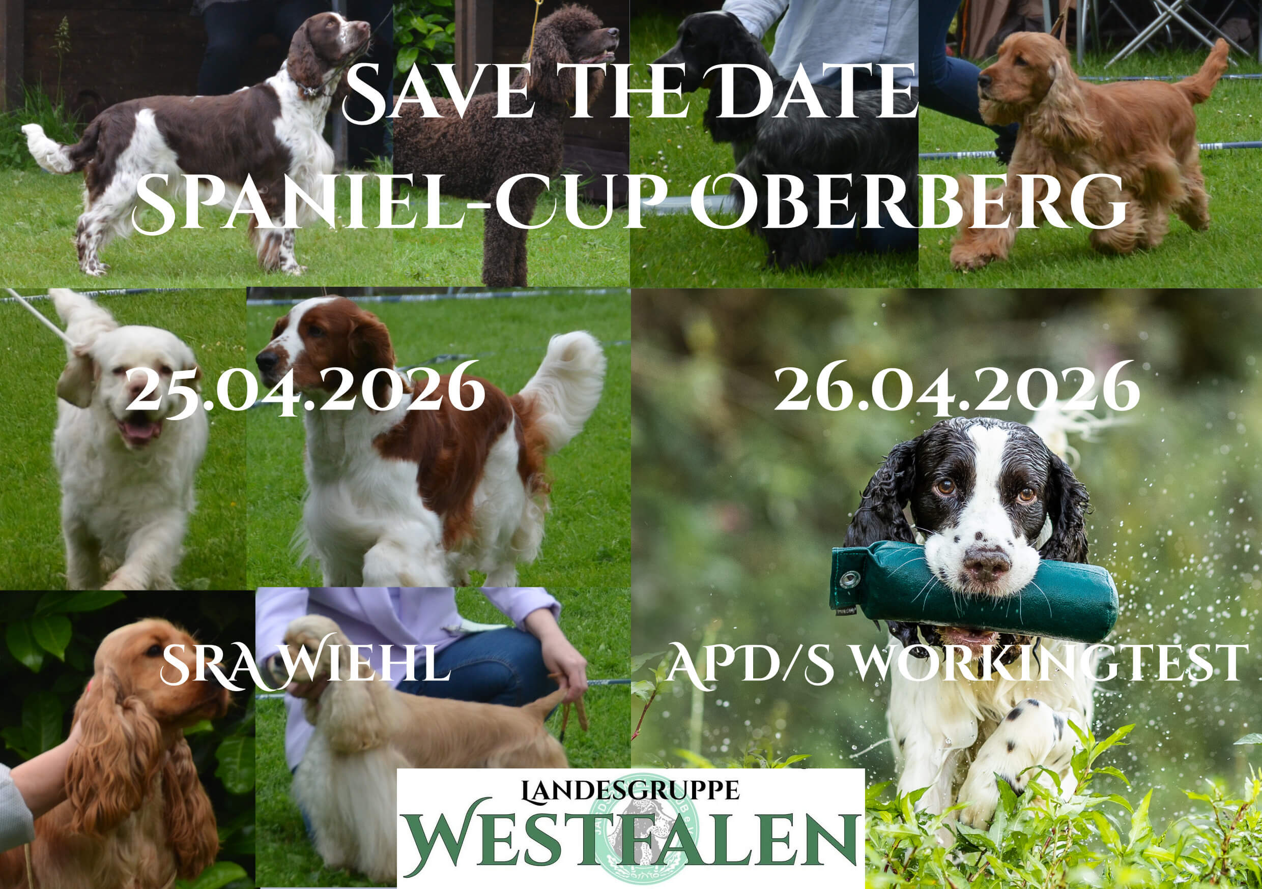 Teaser Spaniel-Cup Oberberg